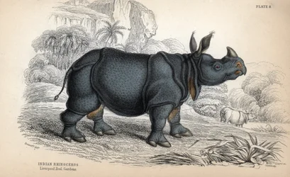 Indisk neshorn (Rhinoceros unicornis eller indicus), truet art. Kobberstikk av William Lizars, basert på en tegning av James Stewart, publisert i Naturalist Library: pattedyr, pachydermer og firbein med fin hud, redigert av WH Lizar