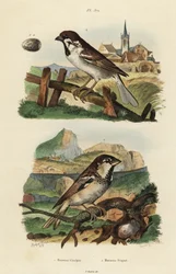 Italiensk spurv, Passer italiae og eurasisk trespurv med egg, Passer montanus