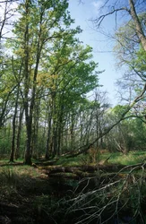 Italia, regionen Lazio, Circeo nasjonalpark, dam i biosfærereservatet