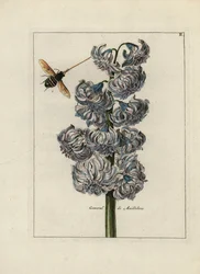 Hyasint (eller hyasint), generell variant av Maillebois, med en bie - Litografi tilskrevet Paul Theodor van Brussel (1754-1795), forfatter av omslagsbuketten, eller A.Bres