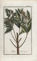 Jamaicansk pepper eller fire krydder eller giroflee pepper (Pimenta dioica). Litografi fra “Afbeelding der Artseny-Gewassen” av Johannes Zorn (1739-1799), Nederland