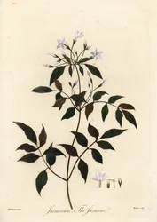 Jasmine, Jasminum officinale. 1805 (gravering)