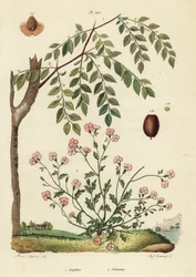 Jujube eller kinesisk daddel, Ziziphus jujuba 1, og Virginia lager, Malcolmia maritima 2