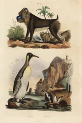 Kongepingvin, Aptenodytes patagonicus 1, og mandrill, Mandrillus sfinx, sårbar, 2