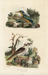 Kingfisher, Alcedo atthis, og leende kookaburra, Dacelo novaeguineae