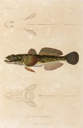 Knoutkutling, Svartehavet