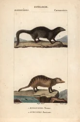 Mongoosen og surikaten - Etsning av Jean Gabriel Pretre (1780-1845), gravert av Carnonkel, for naturvitenskapelig ordbok: pattedyr av Frederic Cuvier, redigert av Pierre Jean Francois Turpin (1775-1840), utgitt av FGLevrault, i Paris