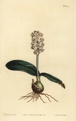 Lachenalia pallida (glansbladede lachenalia, Lachenalia lucida)