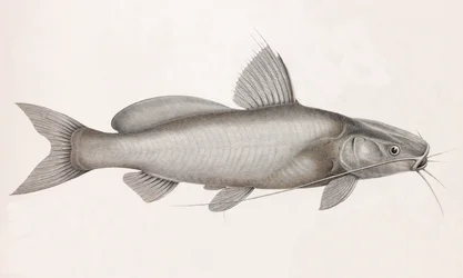 Le Bayad Docmac, nærbilde