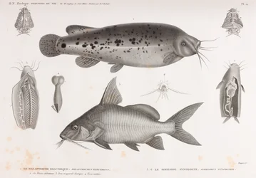 The Electric Malapterure & The Synodont Pimelode