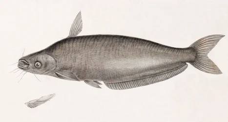 Schilbe steinbit