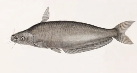 Schilbe steinbit