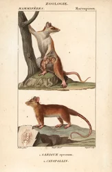 Le sarigue ou opossum et le cayopollin - Eau forte av Jean Gabriel Pretre (1780-1845), gravert av Carnonkel, for naturvitenskapelig ordbok: pattedyr av Frederic Cuvier, redigert av Pierre Jean Francois Turpin (1775-1840), utgitt av FGLevrault, 