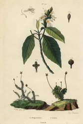 Bladliverworts, Jungermannia epiphylla 1 og Jungermannia asplenoides 2, og Malabar nøtt eller sødme, Justice lagt til 3. Jungermannes, Justice
