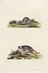 Lemurer
