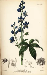 Løvebane eller stavesacre, Delphinium staphisagria (Delphinium staphysagria). Håndkolorert litografi av Charlotte Caroline Sowerby fra Edward Hamiltons Flora Homeopathica, Bailliere, London.