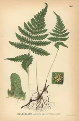 Lang bøkebregne , Phegopteris connectilis