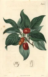 Hannkornell, gren med frukt. Illustrasjon av C. Curtis, gravering av Weddell. Eau forte i The Curtis Botanical Magazine, av Samuel Curtis.