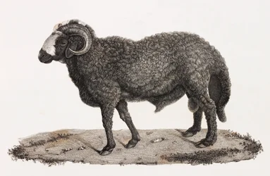 Pattedyr: en vær med en stor hale