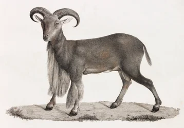Pattedyr: en barbarisk sau