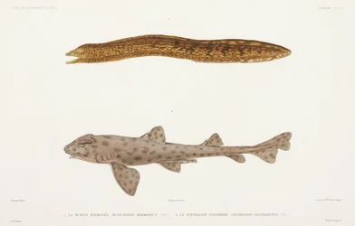 Marmorert murene og hai
