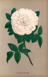 Marie de Saint-Jean-rose, en variant av portlandrosen, Rosa portlandica, dyrket av Monsieur Damaizin i Lyon i 1869. Kromolitografi tegnet og litografert etter naturen av F. Grobon fra Hippolyte Jamain og Eugene Forneys «Les Roses», Paris, J. Roth