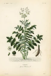 Engsøt eller mjødurt, Filipendula ulmaria, Spiraea ulmaria, Ulmaire