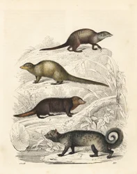 Meerkat, Suricata suricatta 1, indisk grå mangust, Herpestes Edwardsii 2, Common Kusimanse, Crossarchus obscurus 3 og asiatisk palmecivet, Paradoxurus hermaphroditus 4. Håndfarget litografi fra Carl Hoffmanns Book of the World, Stuttgart