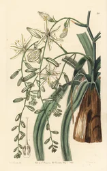Meksikansk såpeurt - Bølgete såpeplante, Chlorogalum pomeridianum var. divaricatum (Straggling star of Bethlehem, Ornithogalum divaricatum). Håndkolorert kobberstikk av George Barclay etter en illustrasjon av Miss Sarah Drake fra Edwards#39; Bot.