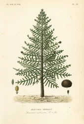 Monkey puslespilltre eller chilensk furu, Araucaria araucana, Araucaria imbricata, Araucaria imbrique