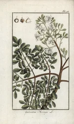 Moringa (Moringa oleifera). Litografi fra “Afbeelding der Artseny-Gewassen” av Johannes Zorn (1739-1799), Nederland