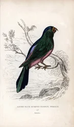 Mullers undulat, Tanygnathus sumatranus. Psittacus cyanopygius (hun). Litografi av Joseph Kidd, basert på en tegning av John Audubon, i Miscellany of Natural History: Parrots, Sir Thomas D.K. Lauder og kaptein Thomas Brown, utgitt i Edinburgh, Skottland.