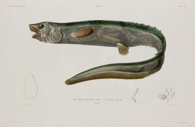 Natacanthus nasus, Island, tidlig på 1800-tallet