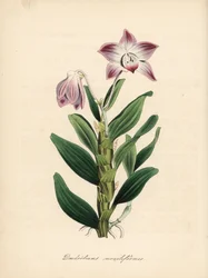 Halskjedestammet dendrobium eller sekikoku orkidé, Dendrobium moniliforme. Håndfarget sinkograf av C. Chabot tegnet av Miss MA Burnett fra hennes quot;Plantae Utiliores: or Illustrations of Useful Plants,quot; Whittaker, London