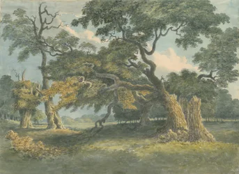 Needwood - Oak Tree: akvarellmaling, nd [? 1800-tallet]