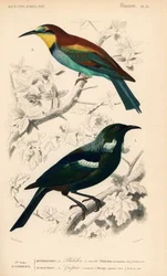 New Zealandsk tuifugl, Prostemadera novaeseelandiae, og europeisk bieter, Merops apiaster. Håndkolorert gravering av Fournier etter en illustrasjon av Edouard Travies fra Charles d#39;Orbignys Dictionnaire Universale d#39;Histoire Naturelle (Ordbok for N