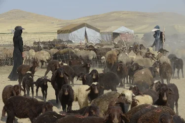 Nomadetelt mellom Tamar og Ashkhaneh, Iran 2022 (fotografi)