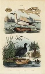 Nordhavssule, Morus bassanus 4, hønsehøne, Fulica rufifrons 5, Flustra foliacea tang 1,2 og Gasteruption veps 3