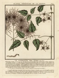 Gammelmannsskjegg, Clematis vitalba.