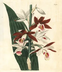 Orkidevarianten Bifrenaria - Stor sumporkide Phaius tankervilleae (Lady Tankervilles bletia, Bletia tankervilliae). Truet. Håndkolorert botanisk gravering fra John Sims#39; Curtis#39;s Botanical Magazine, Couchman, London.