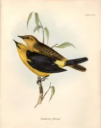 Ornitologi: «Certhidea olivacea» Geospize oliven observerer og beskriver av Charles Darwin under ekspedisjonen hans om bord på Beagle. Platte fra «Zoologien til HMS Beagle. Flykt. III, Fugler beskrevet av John Gould, med varsel om deres 