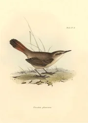 Ornitologi: «Eremobius phoenicurus» beskrevet av Charles Darwin under ekspedisjonen hans om bord på Beagle. Platte fra «Zoologi fra HMS Beagle. Flykt. III, Fugler beskrevet av John Gould, med melding om deres vaner av Charles Darwin.»