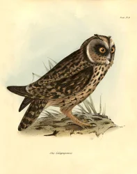 Ornitologi: «Otus Galapagoensis» Galapagosugle beskrevet av Charles Darwin (1809–1882) under ekspedisjonen hans om bord på Beagle. Platte fra «Fugler beskrevet av John Gould, med melding om deres vaner» av Charles Darwin.