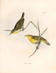 Ornitologi: «Sylvicola aureola»-finker observert og beskrevet av Charles Darwin (1809–1882). Platte fra «Zoologi fra HMS Beagle. Flight. III», Fugler beskrevet av John Gould, med opplysning om deres vaner av Charles Darwin.
