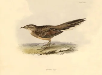 Ornitologi: «Synallaxis major» beskrevet av Charles Darwin under ekspedisjonen hans om bord på Beagle. Tavle fra «Zoologi fra HMS Beagle. Flykt. III», Fugler beskrevet av John Gould, med melding om deres vaner av Charles Darwin.