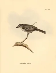 Ornitologi: «Pachyramphus albescens» av bøkefamilien beskrevet av Charles Darwin under hans utforskningsreise om bord på Beagle. Platte fra «Zoologi om reisen til HMS Beagle under kommando av kaptein Fitzroy i årene 1832 til».