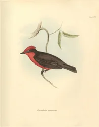 Ornitologi: «Pyrocephalus parvirostris» av fuglefamilien beskrevet av Charles Darwin under hans oppdagelsesreise om bord på Beagle. Plate fra «Zoologi om reisen til HMS Beagle under kommando av kaptein Fitzroy i årene 1832».