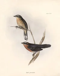 Ornitologi: «Tohi (eller pipilo)» Beskrivelse av en spurvefugl av Charles Darwin (1809–1882) observert under ekspedisjonen hans om bord på Beagle. Platte fra «Zoologien til HMS Beagle. Flight. III, Fugler beskrevet av John Gould, med varsel om
