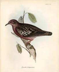 Ornitologi: «Zenaida Galapagoensis» Galapagosdue observert og beskrevet av Charles Darwin under ekspedisjonen hans om bord på Beagle. Plate fra «Zoologien til HMS Beagle. Flight. III, Fugler beskrevet av John Gould, med varsel om deres 