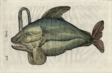Orque (monstrøs representasjon av spekkhoggeren eller epoularden) i quot;Ulysses Aldrouandi... De piscibus libri V et de cetis lib. vnus/Ioannes Cornelius Vteruerius... collegit; Marc. Antonius Bernia in lucem restituit...quot;, tar for seg Ulysses naturhi